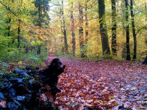Viele Waldwege zum wandern und joggen